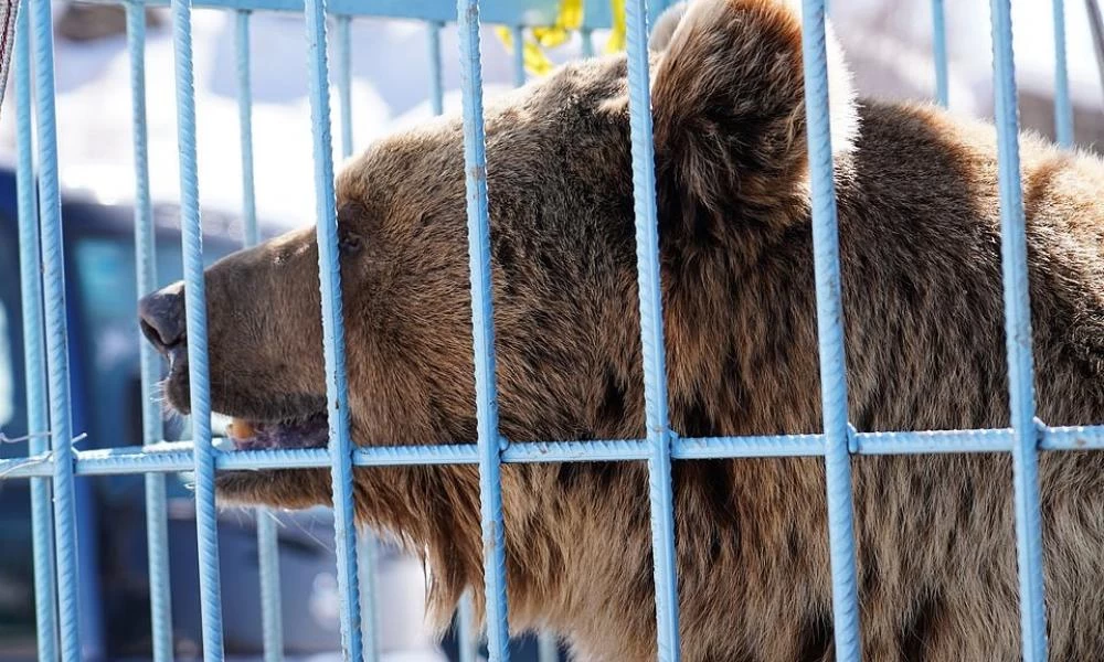 Ουζμπεκιστάν: Γυναίκα πέταξε κοριτσάκι μέσα σε κλουβί αρκούδας